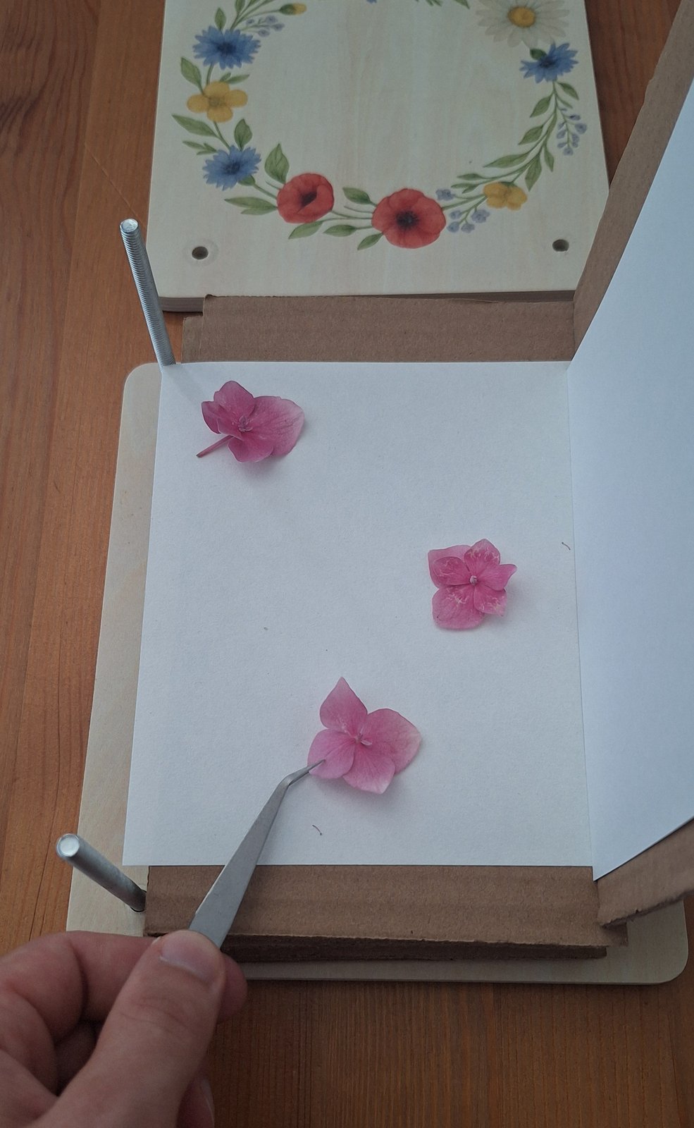 Eine Hand legt mit der Pinzette eine rosa Hortensienblüte auf das Löschpapier der geöffneten Blumenpresse.