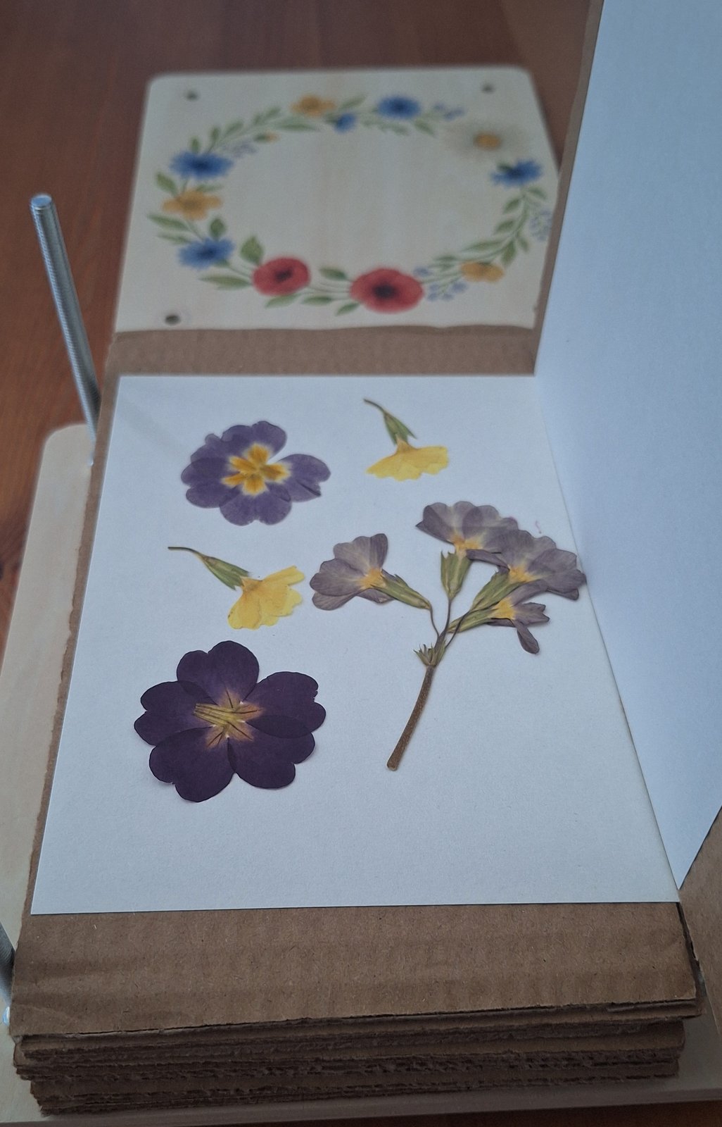 Fertig gepresste violette Primeln und gelbe Blüten liegen flach auf dem Löschpapier der geöffneten Blumenpresse.